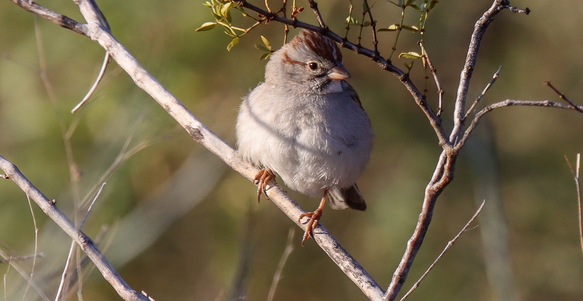 Rufous-winged Sparrow - ML613045869