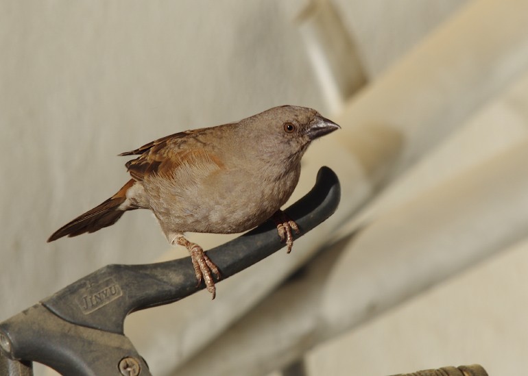 Swainson's Sparrow - ML613045897
