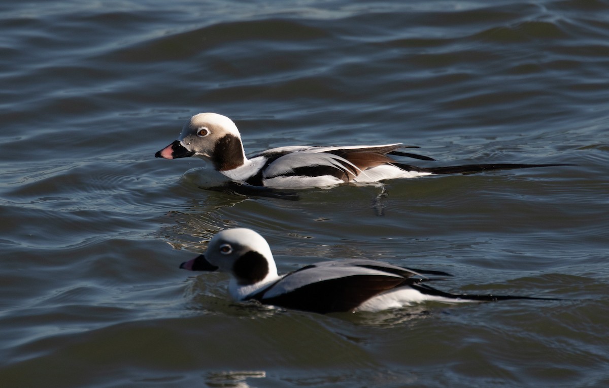 Long-tailed Duck - ML613046163