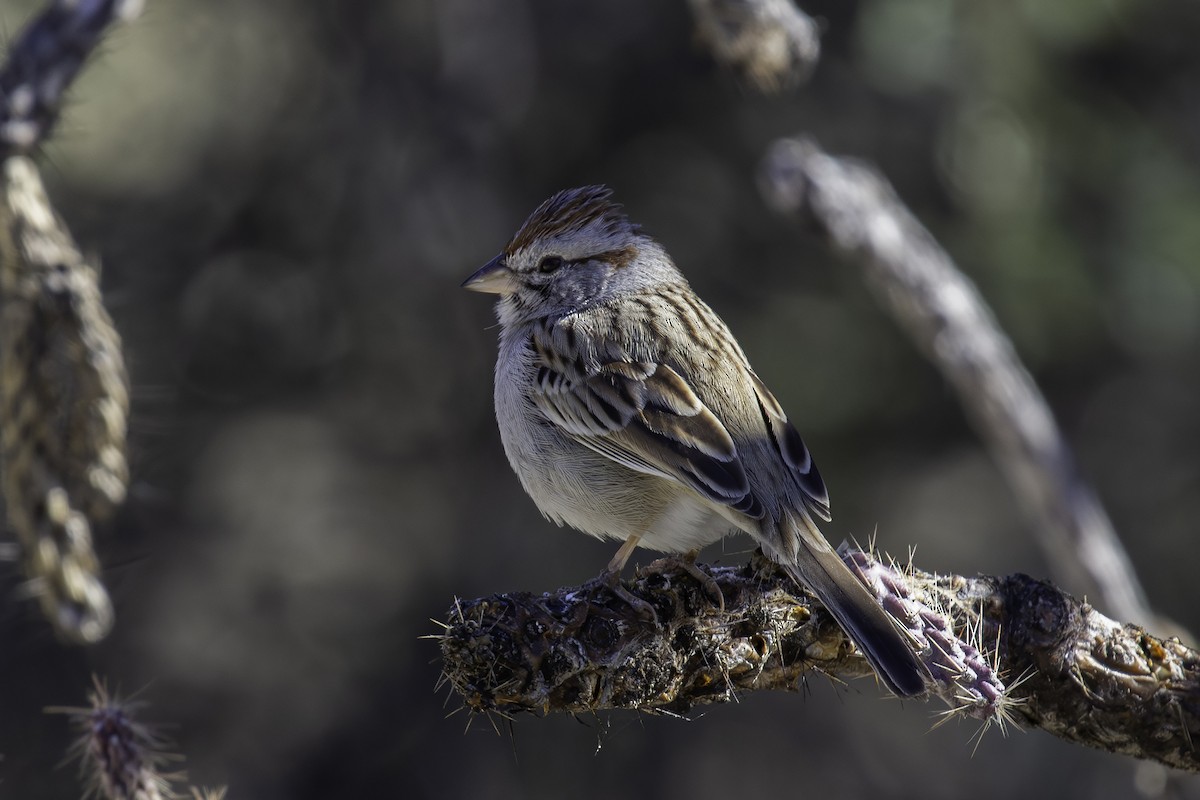 Rufous-winged Sparrow - ML613046274