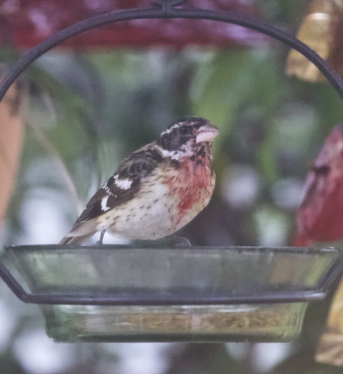 EBird Checklist 3 Jan 2024 Home 12 Species   1200