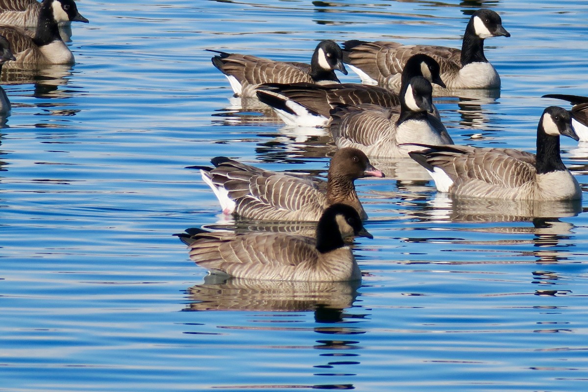 Pink-footed Goose - ML613046576