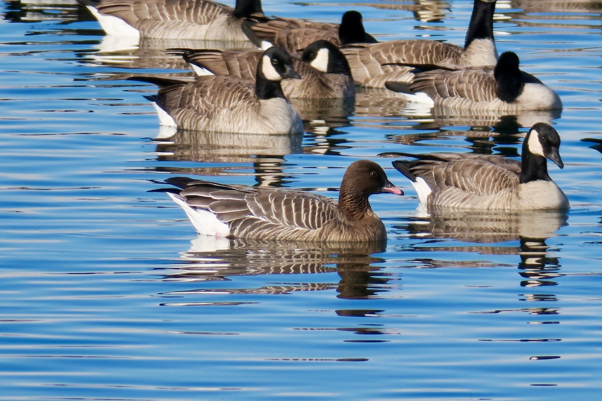 Pink-footed Goose - ML613046579