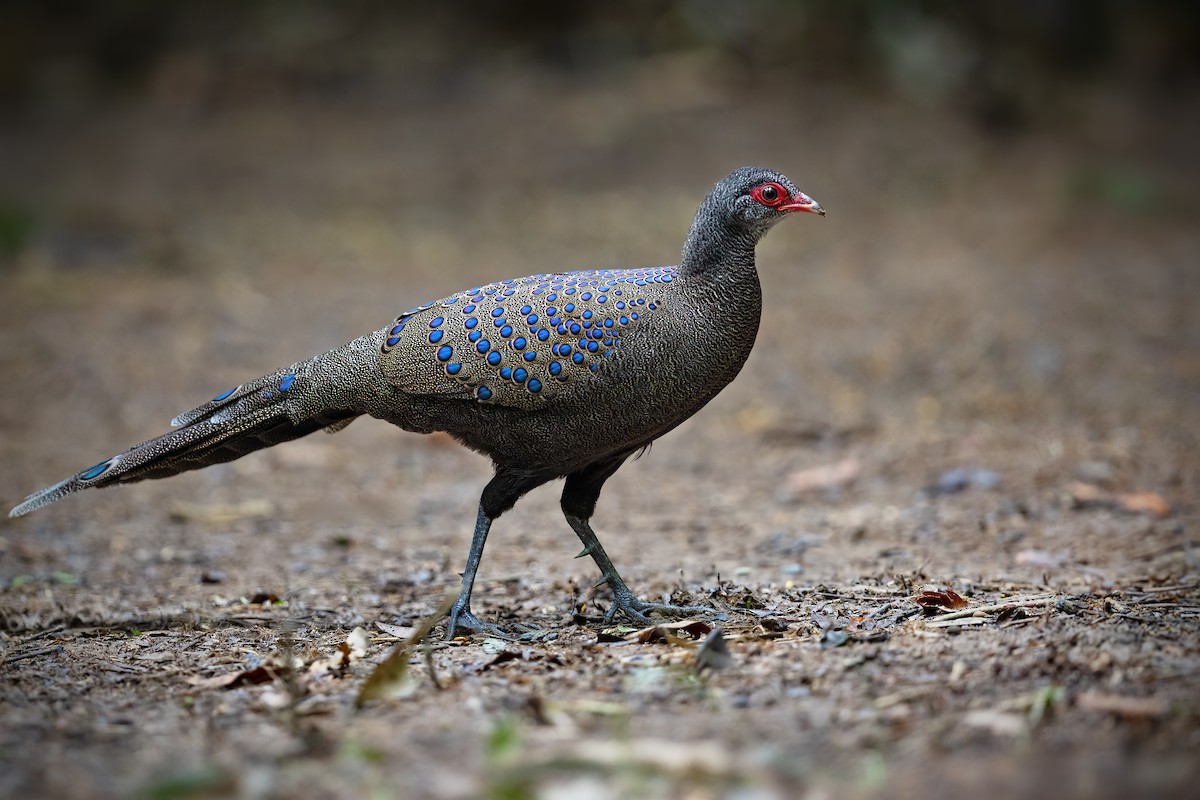 Germain's Peacock-Pheasant - ML613046597