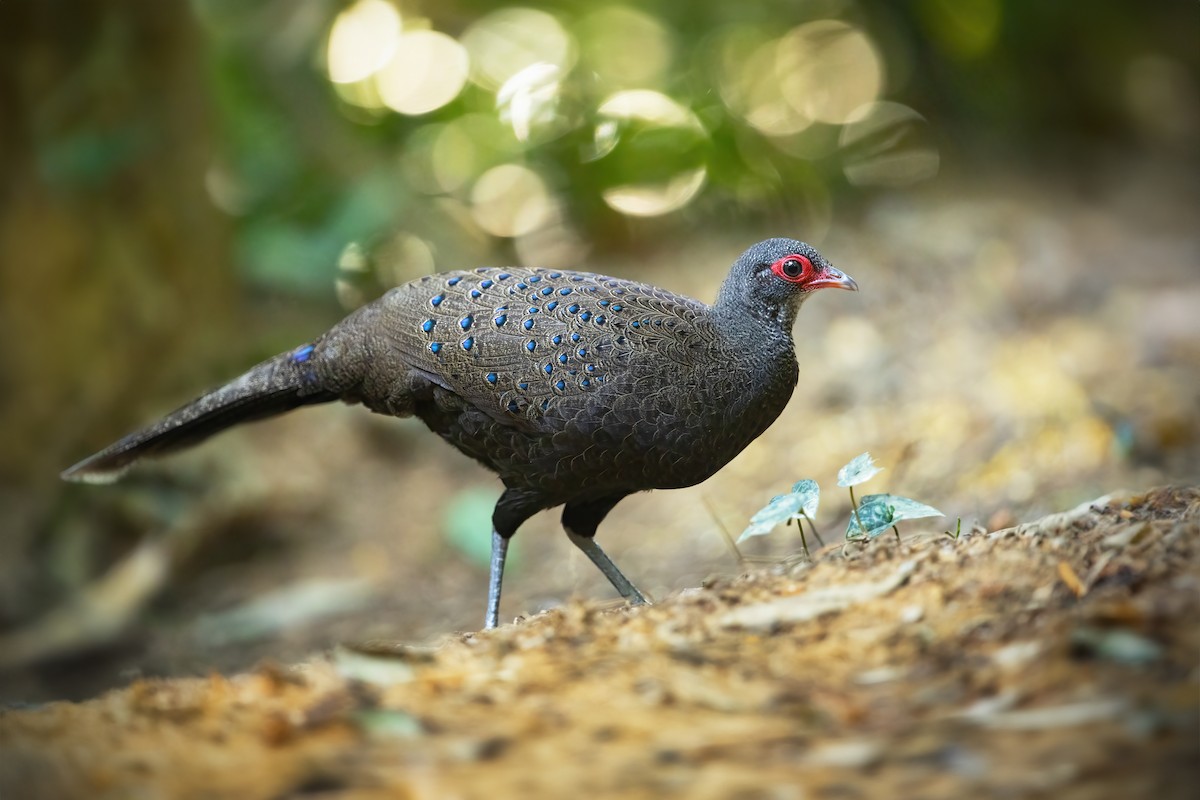 Germain's Peacock-Pheasant - ML613046598
