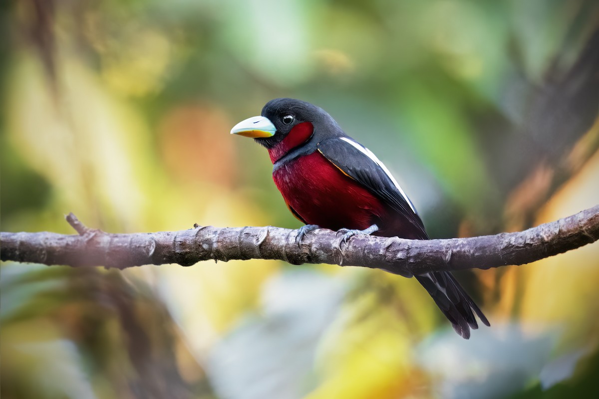 Black-and-red Broadbill (Black-and-red) - ML613046649