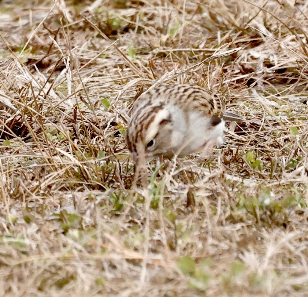 Clay-colored Sparrow - ML613046746