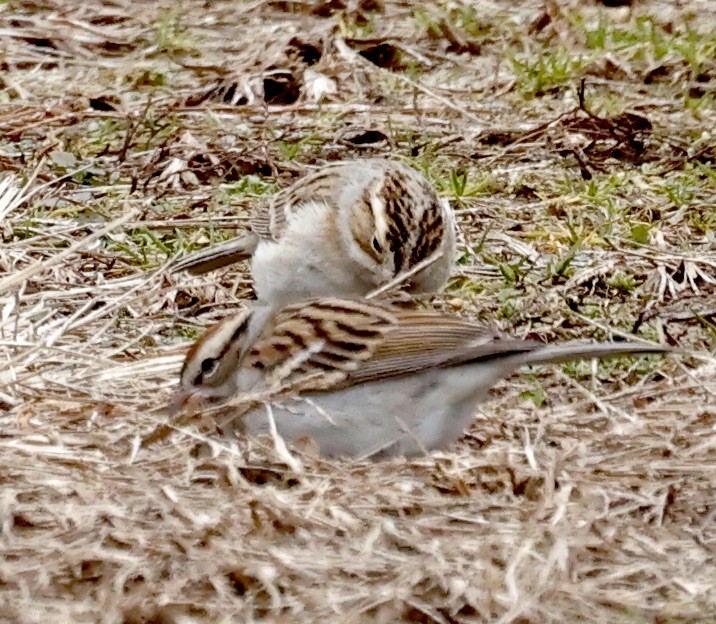 Clay-colored Sparrow - ML613046807