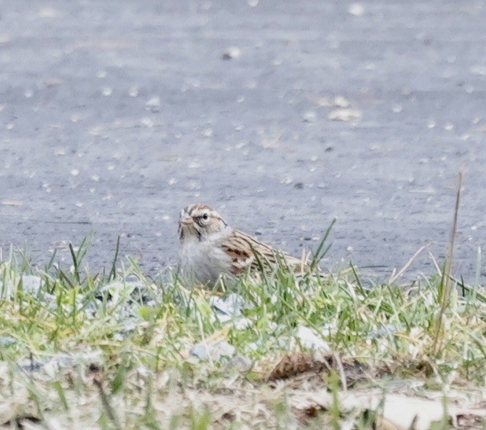Chipping Sparrow - ML613046875
