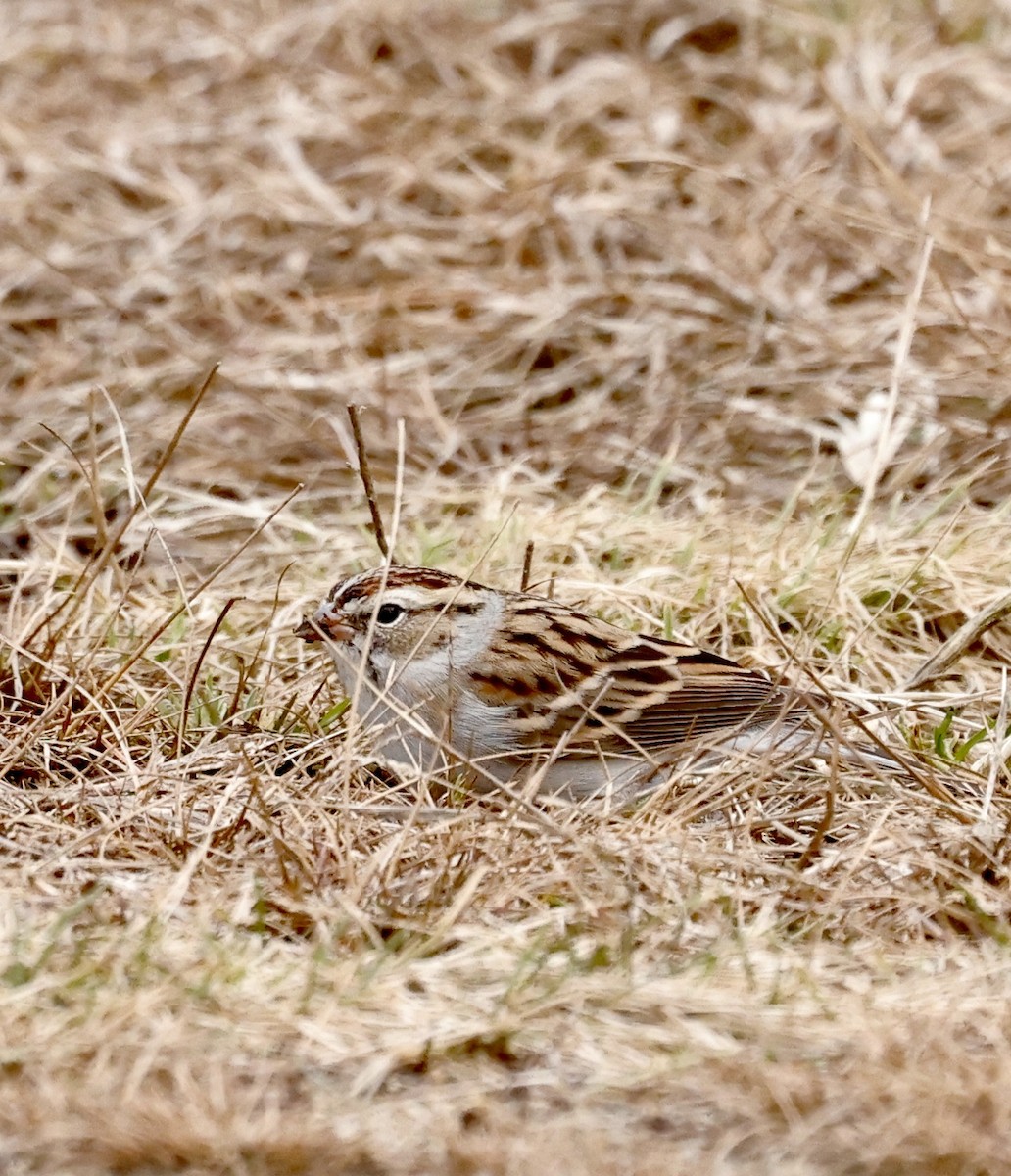 Chipping Sparrow - ML613046876