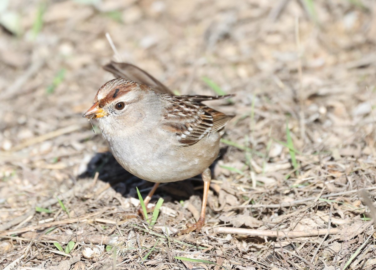 White-crowned Sparrow - Adam  Johnson