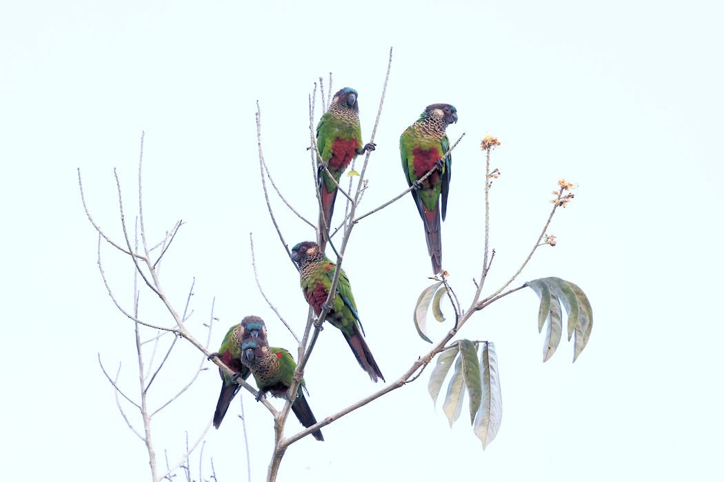 Painted Parakeet - Kevin Hoatzin