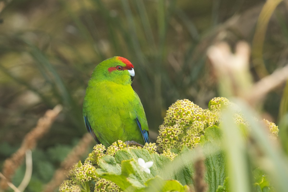 Red-crowned Parakeet - Bradley Shields
