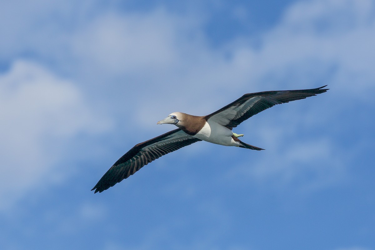 Brown Booby (Brewster's) - ML613047373