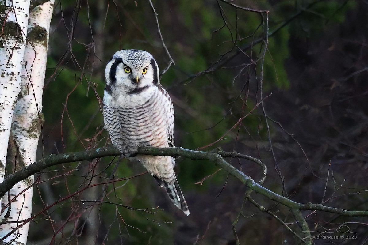 Northern Hawk Owl (Eurasian) - Lasse Olsson