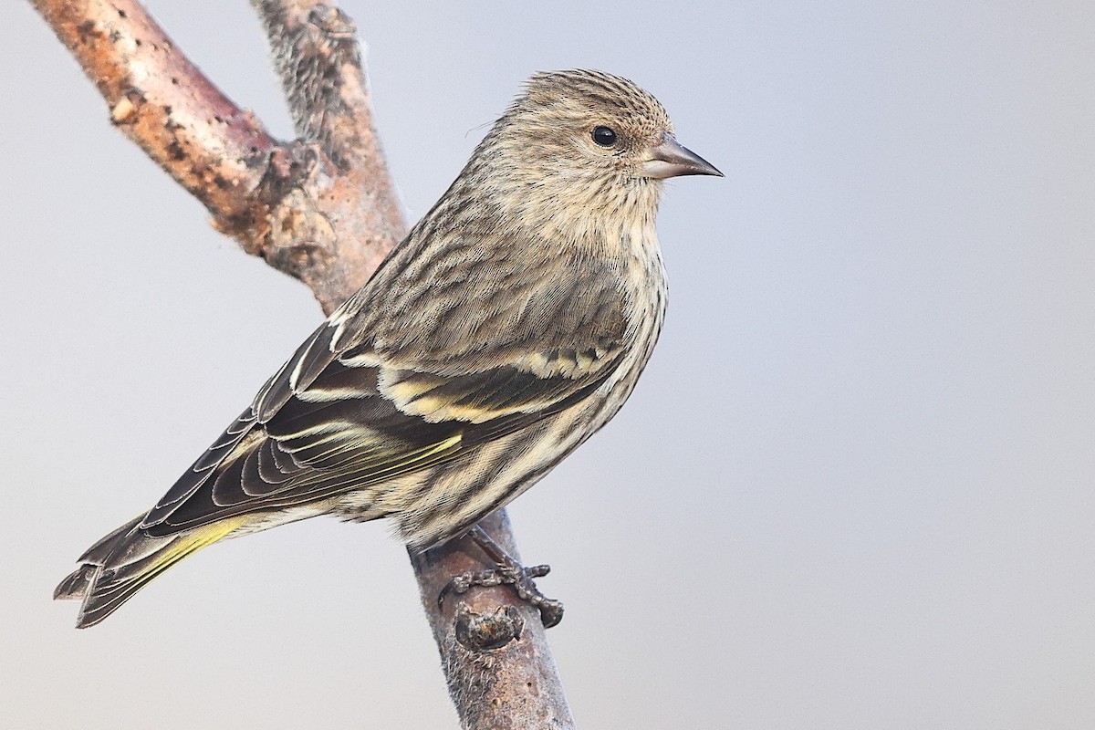 Pine Siskin - Spinus pinus - Media Search - Macaulay Library and eBird