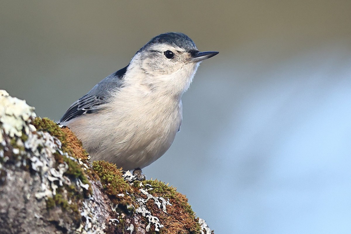 White-breasted Nuthatch (Eastern) - ML613047685