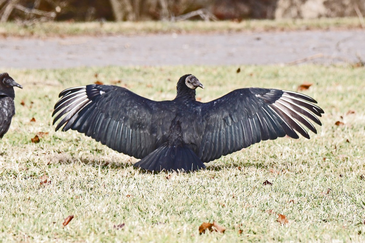 Black Vulture - ML613047695