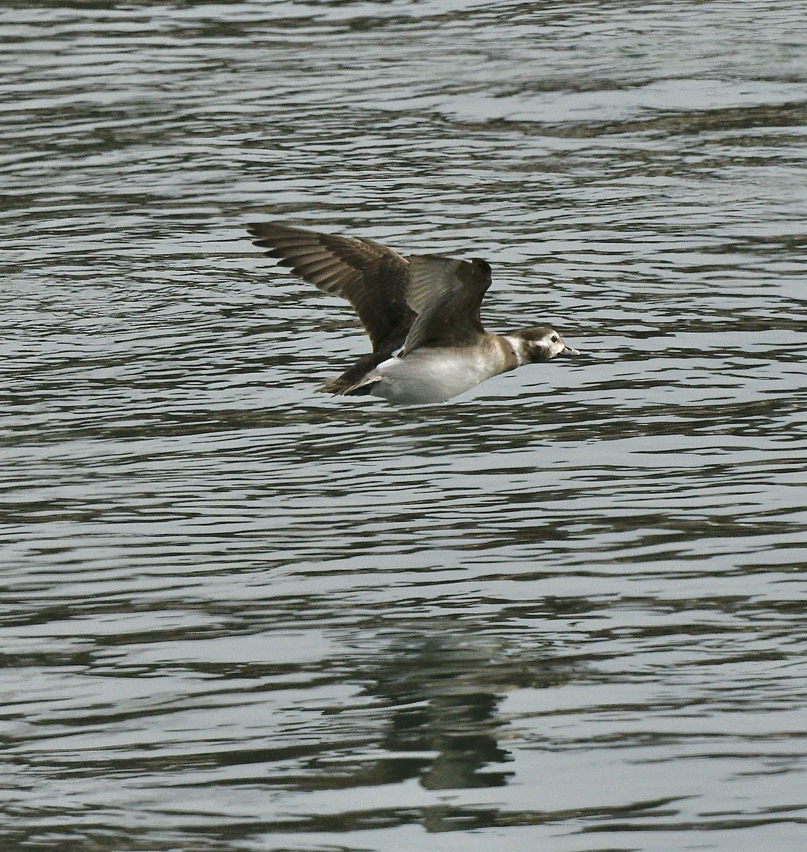 Long-tailed Duck - ML613047797