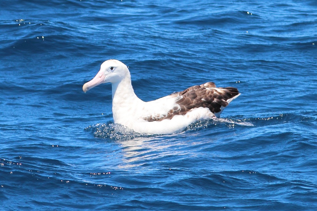 albatros stěhovavý - ML613048016