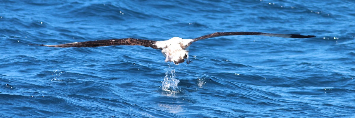 albatros stěhovavý - ML613048017