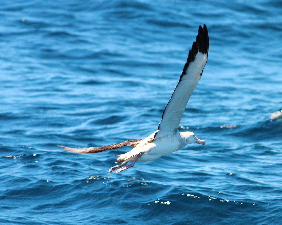 albatros stěhovavý - ML613048021