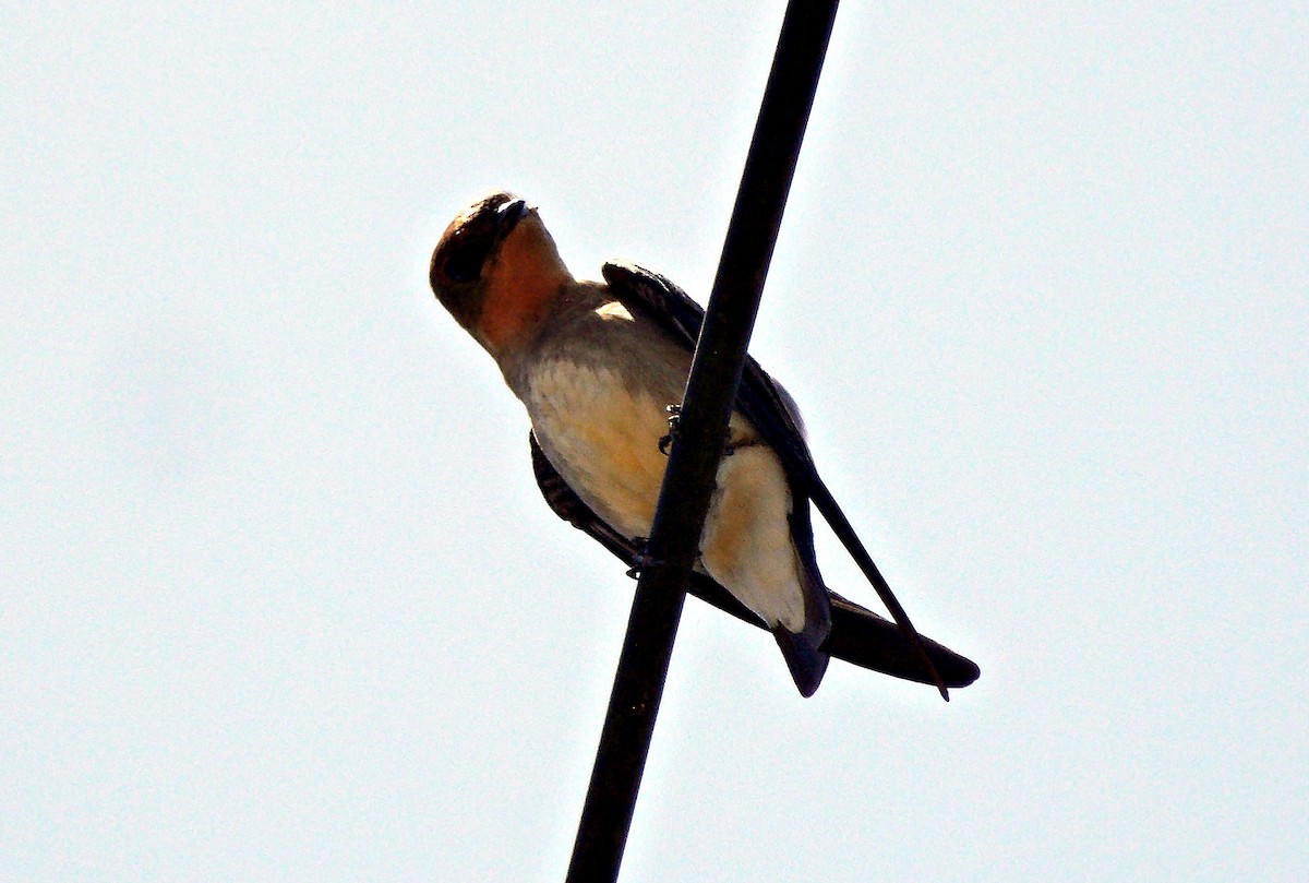 Southern Rough-winged Swallow - ML613048067