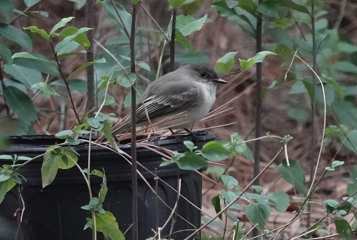 EBird Checklist 3 Jan 2024 My Backyard 16 Species   1200