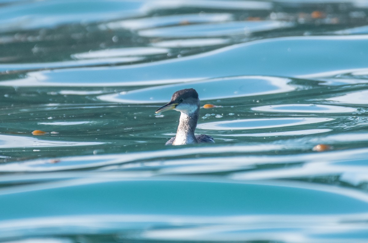 Red-necked Grebe - ML613048661