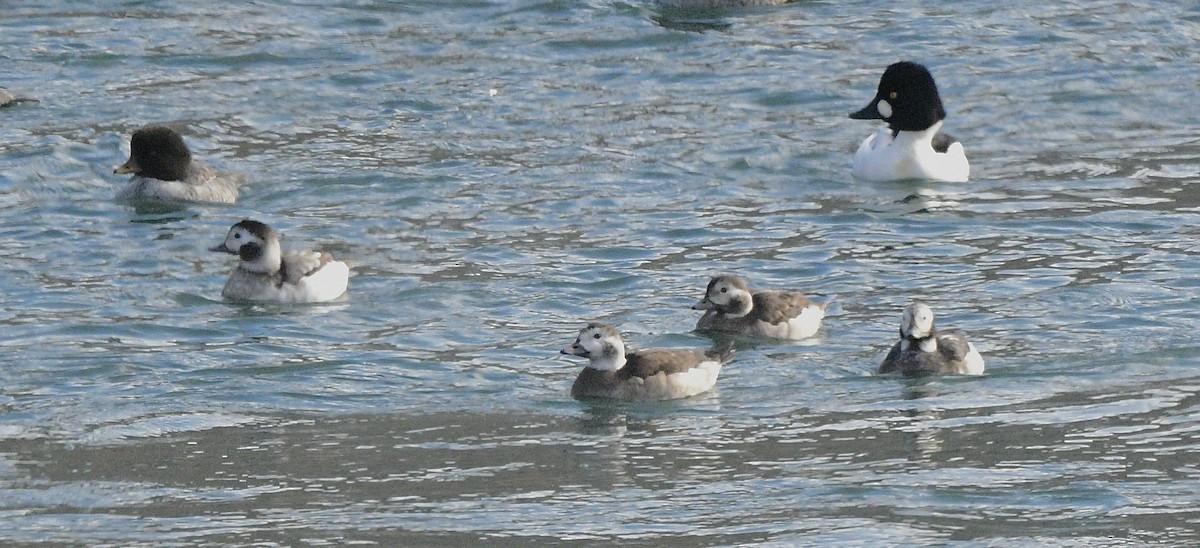 Long-tailed Duck - ML613048685