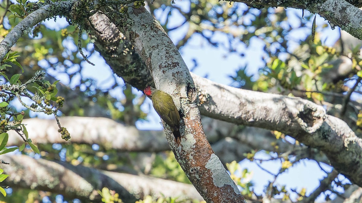 Fine-banded Woodpecker - ML613049075