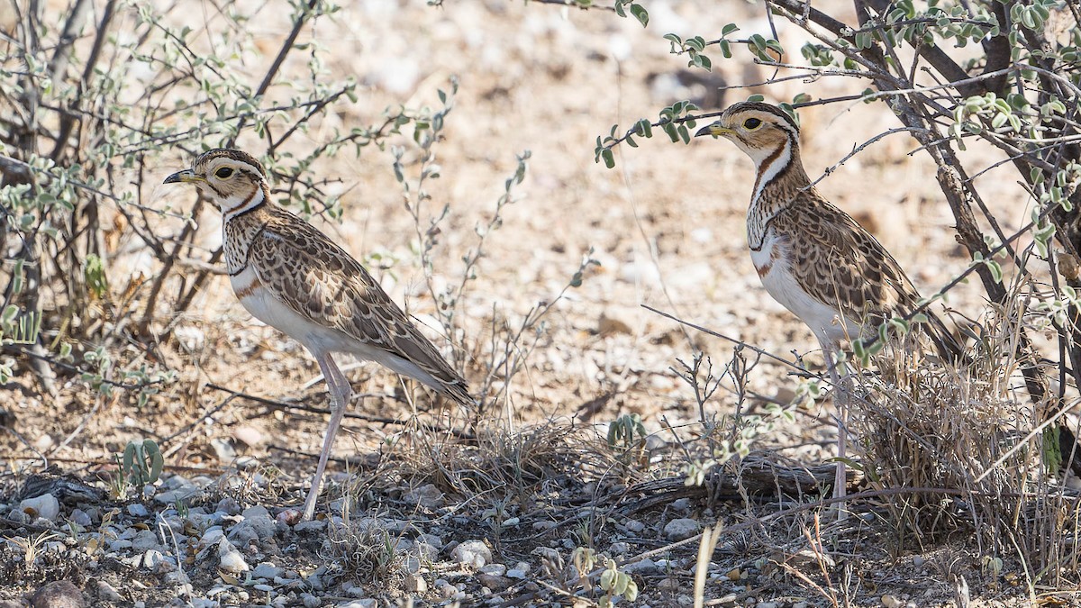 Three-banded Courser - ML613049168