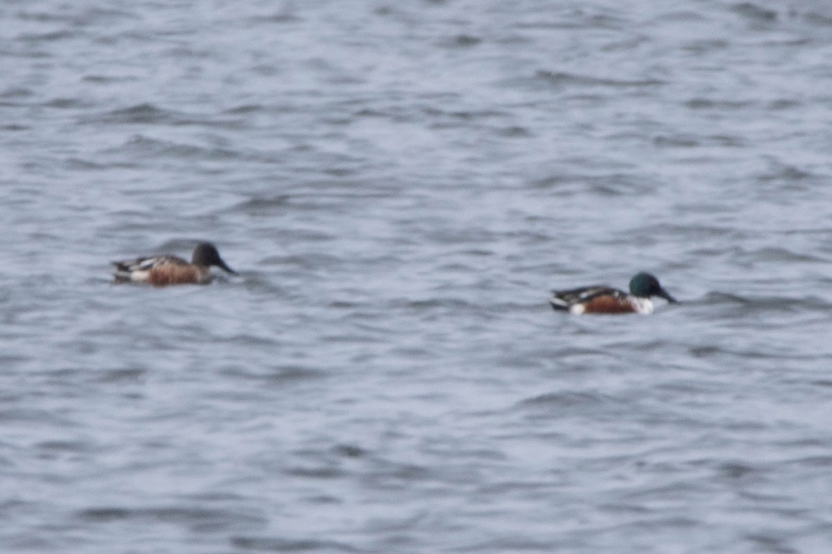 eBird Checklist - 1 Jan 2024 - Paw Paw Lake - 17 species