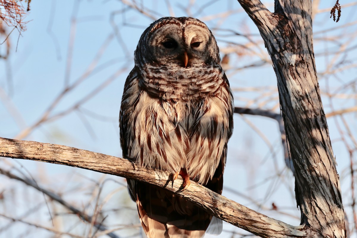 Barred Owl - ML613049429