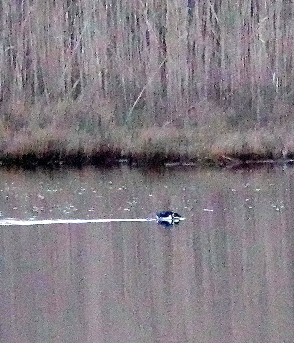 EBird Checklist 3 Jan 2024 Cape Island South Cape May Meadows SCMM 14 Species