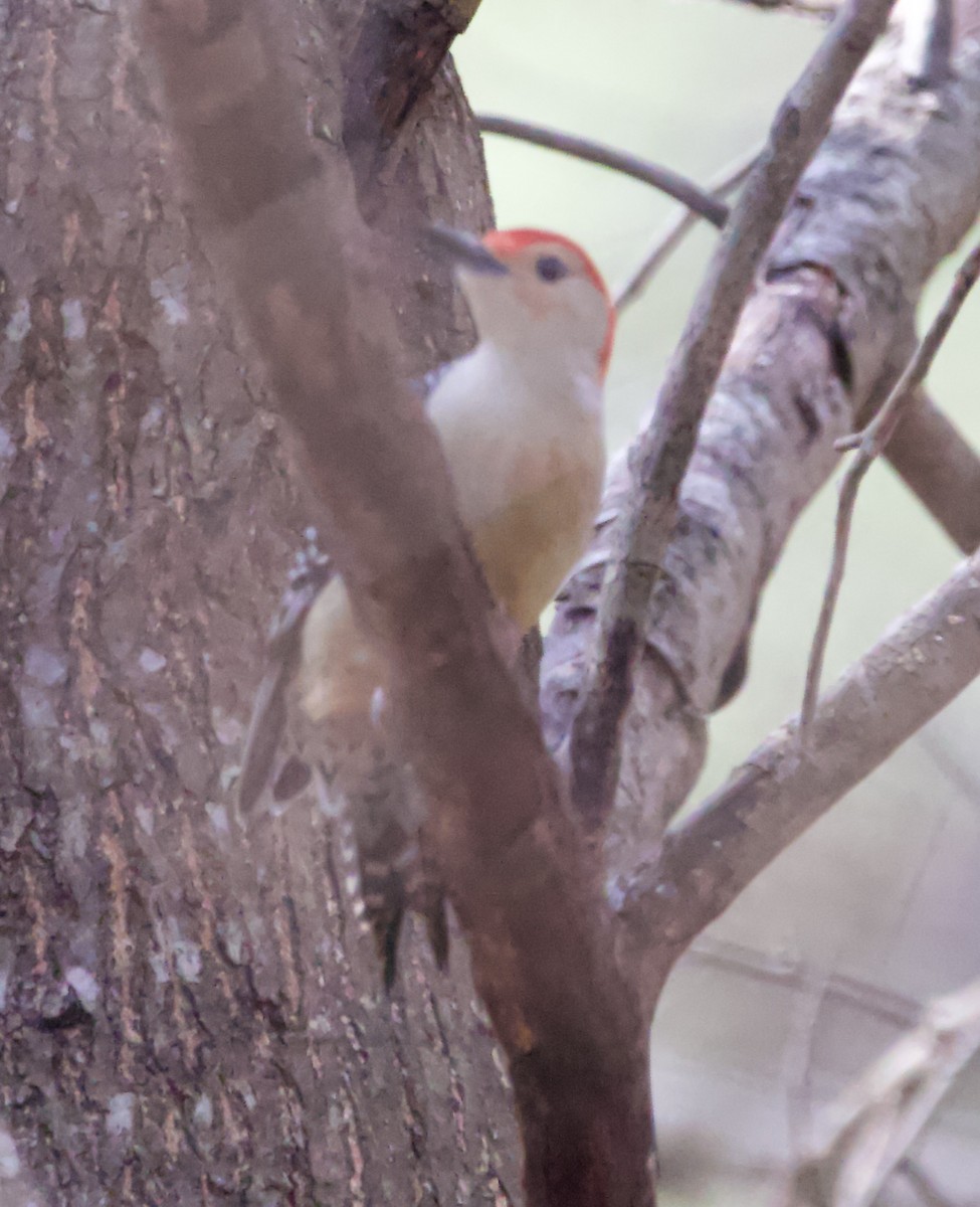 Red-bellied Woodpecker - Adam Prince