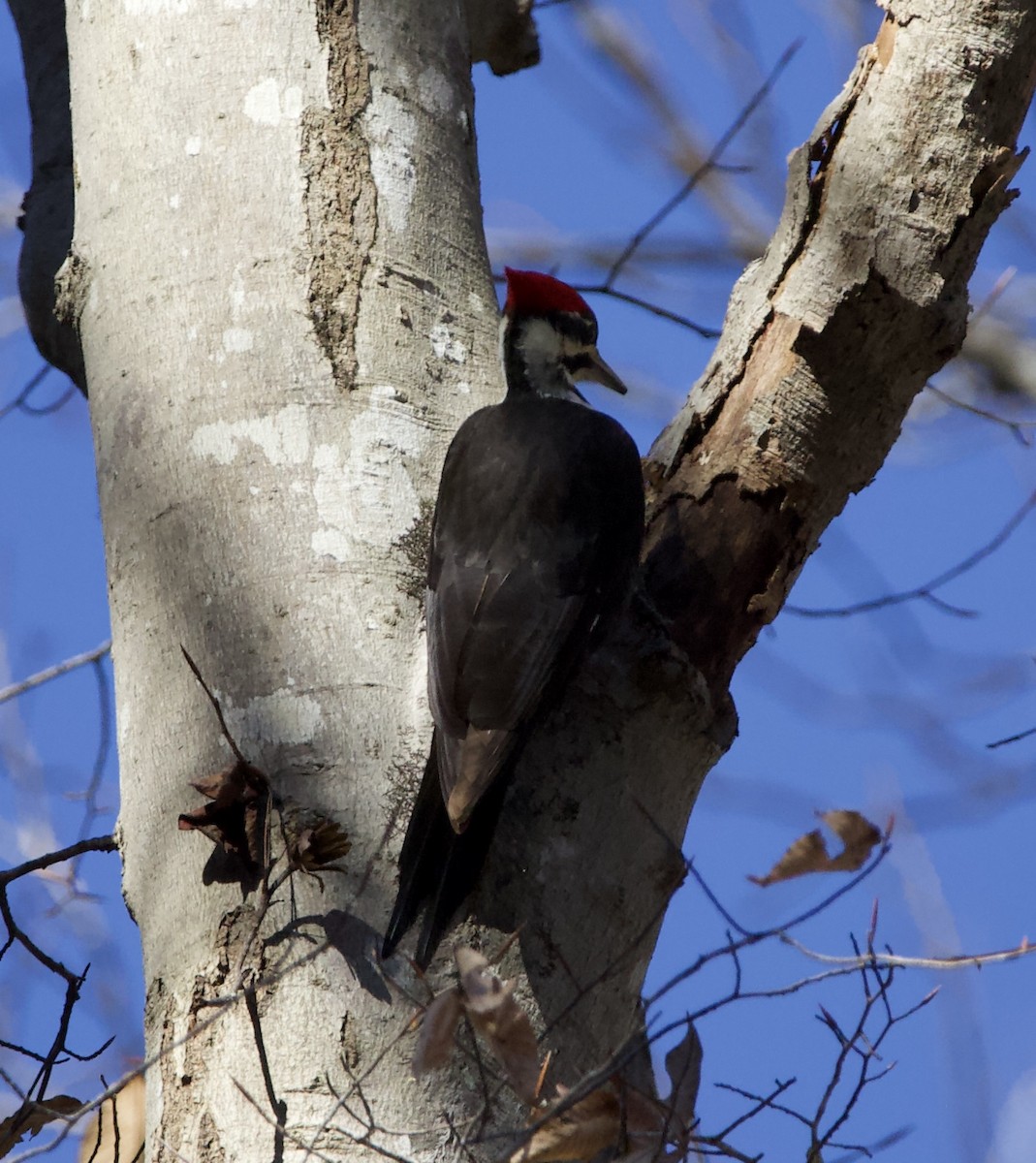 Pileated Woodpecker - Adam Prince