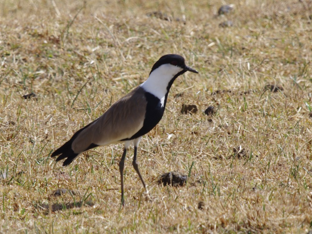Spur-winged Lapwing - ML613049799