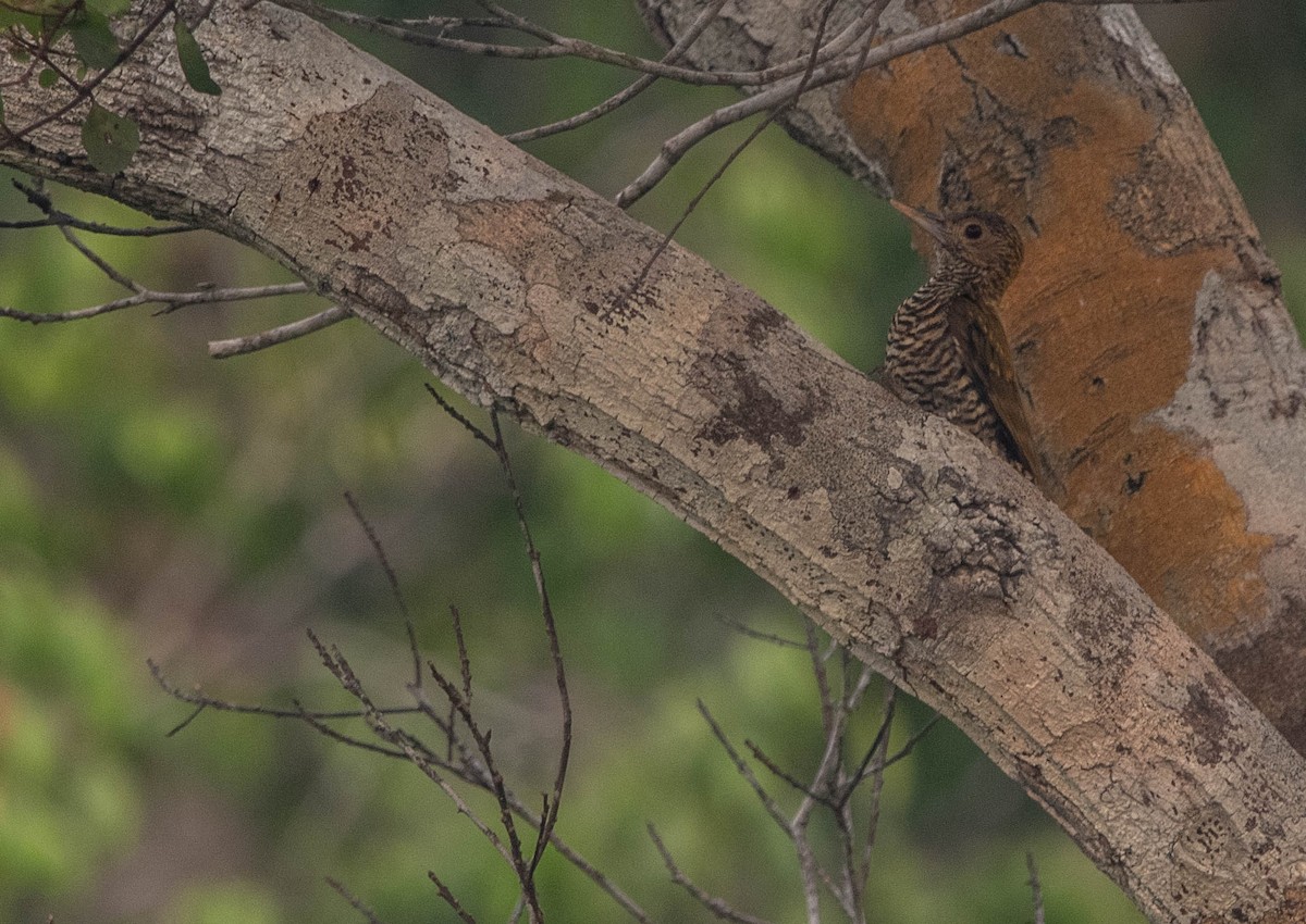 Golden-collared Woodpecker - ML613049936