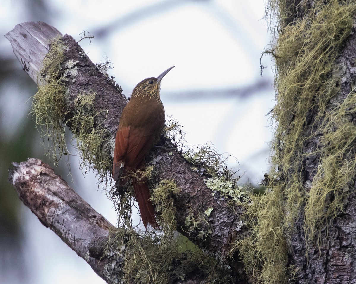 Spot-crowned Woodcreeper (Northern) - William Price