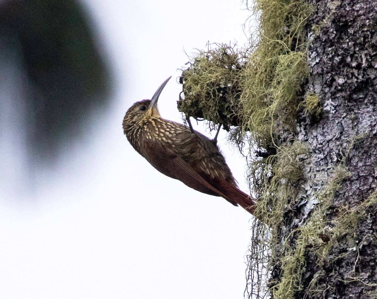 Spot-crowned Woodcreeper (Northern) - William Price