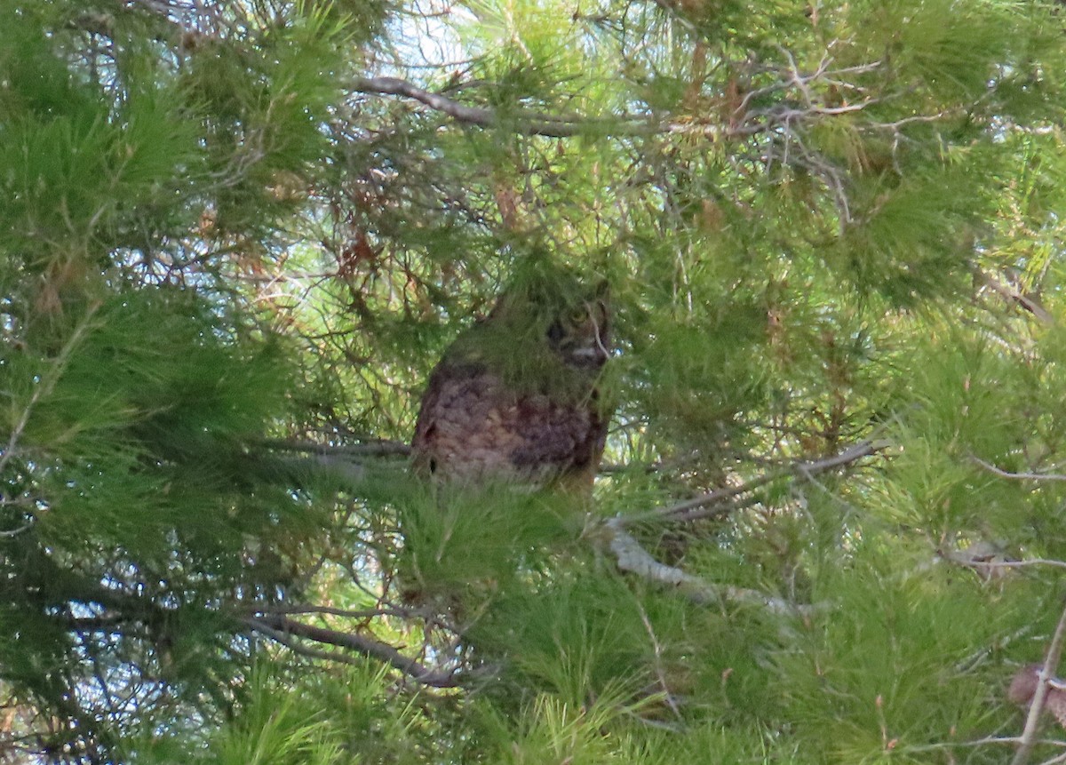 Great Horned Owl - ML613050263