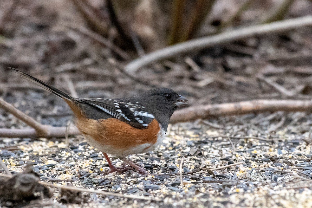 Spotted Towhee - ML613050395