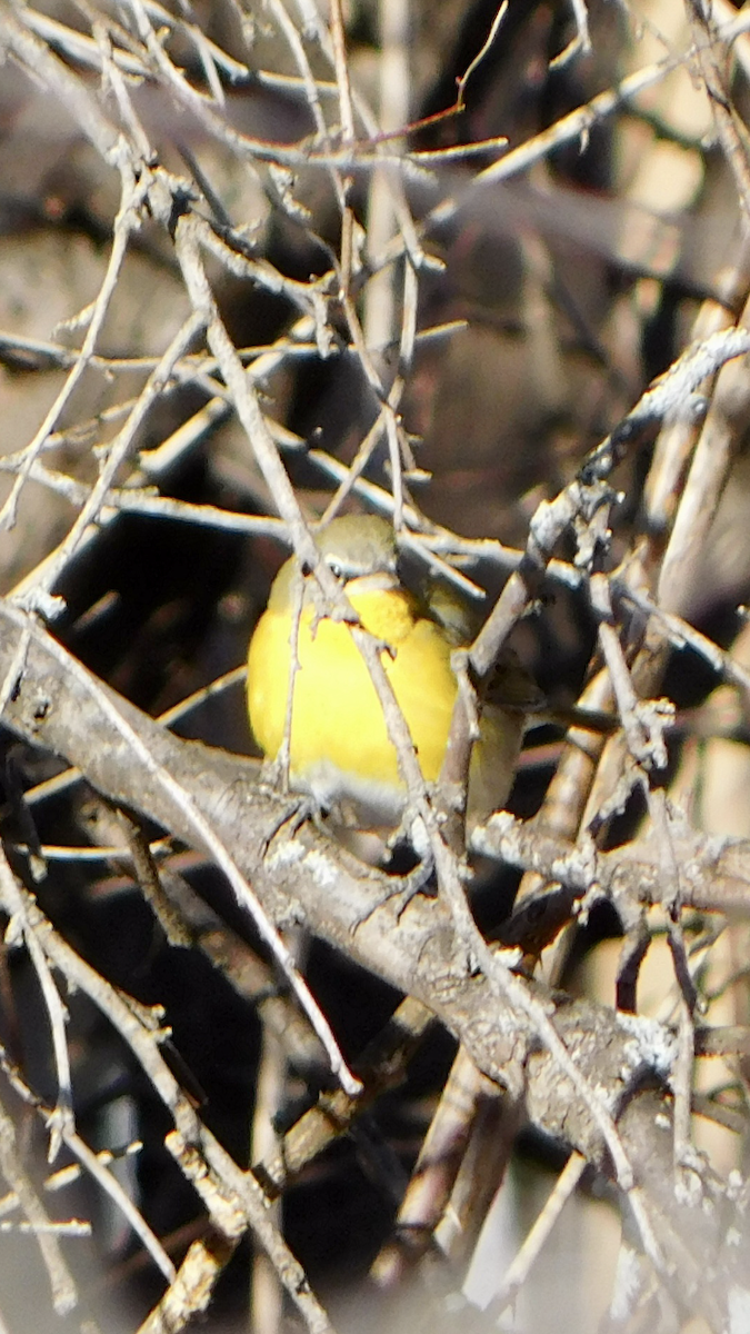 Yellow-breasted Chat - ML613050515