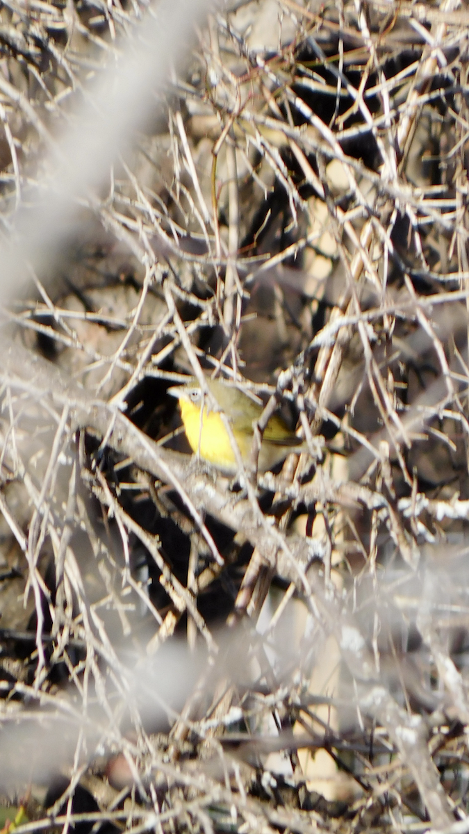 Yellow-breasted Chat - ML613050516