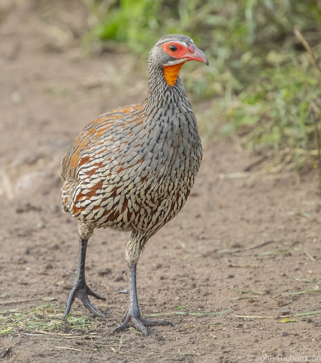 Gray-breasted Spurfowl - ML613050732