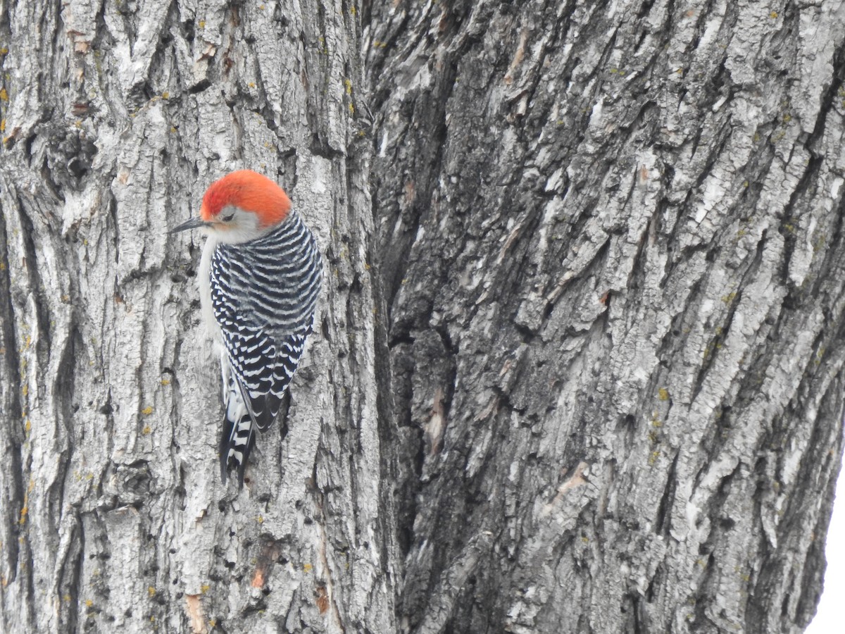 Red-bellied Woodpecker - ML613050766