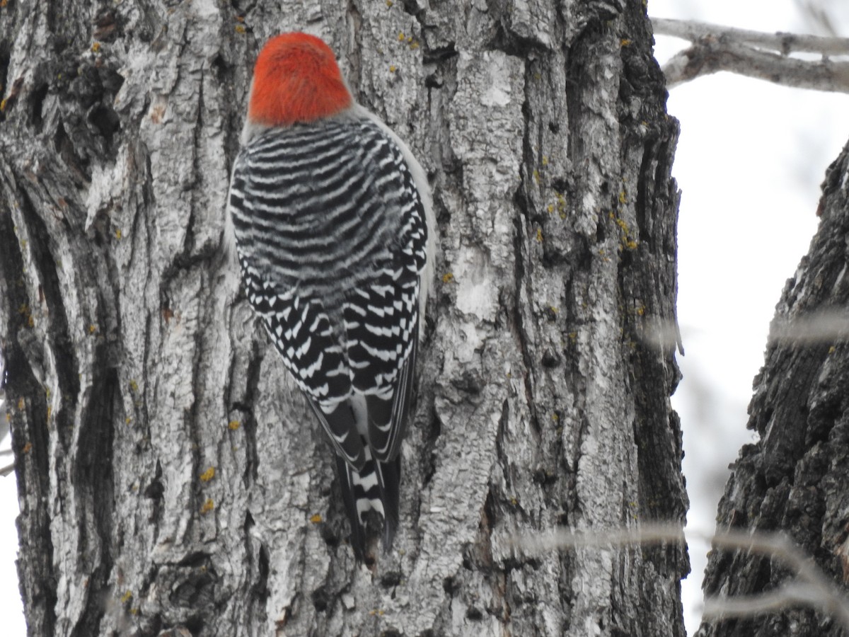 Red-bellied Woodpecker - ML613050767