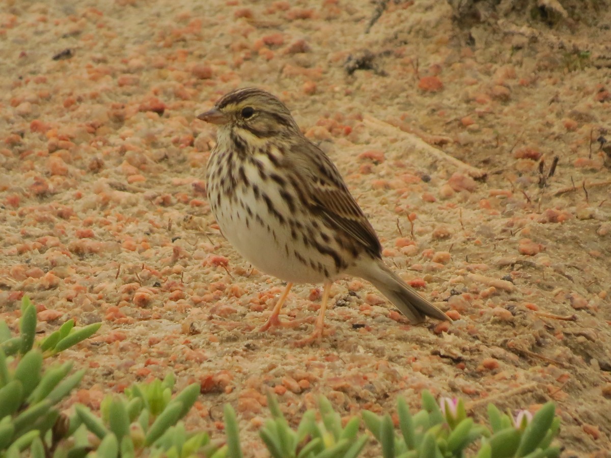 Savannah Sparrow - ML613050987