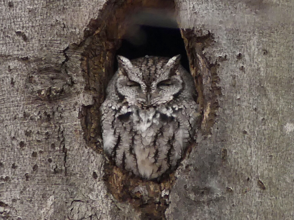 Eastern Screech-Owl - Suzanne Cholette